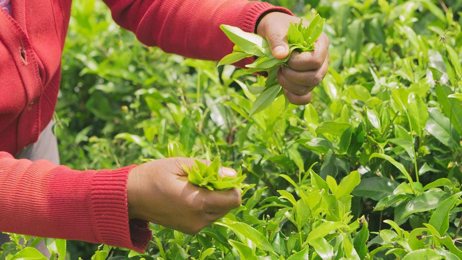 Travelling by train to Sri Lanka's tea country