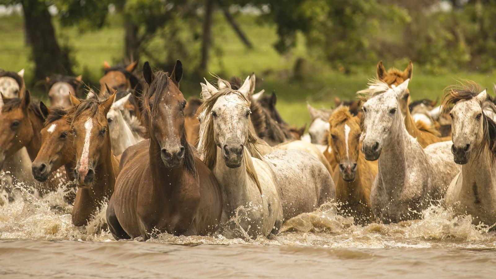 wildlife of colombia