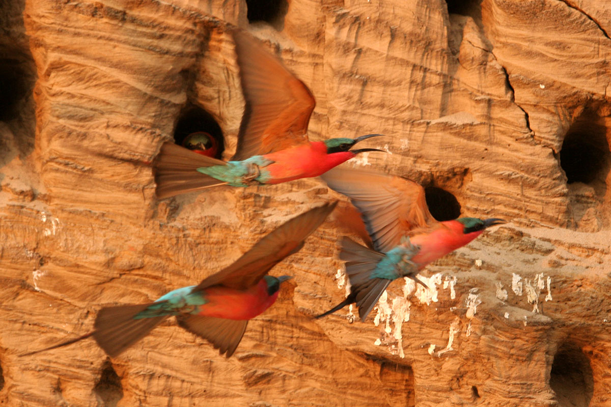 Three of the best photographic hides in Zambia