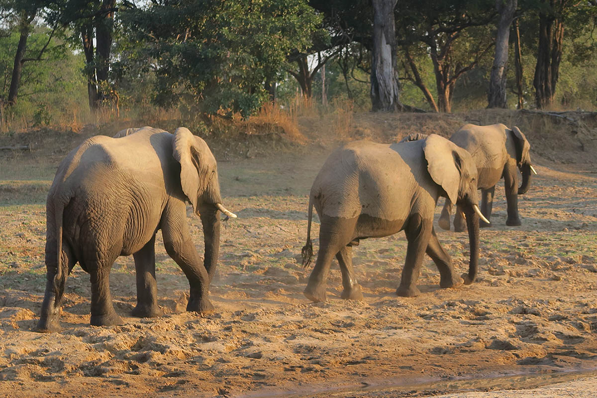 Three of the best photographic hides in Zambia