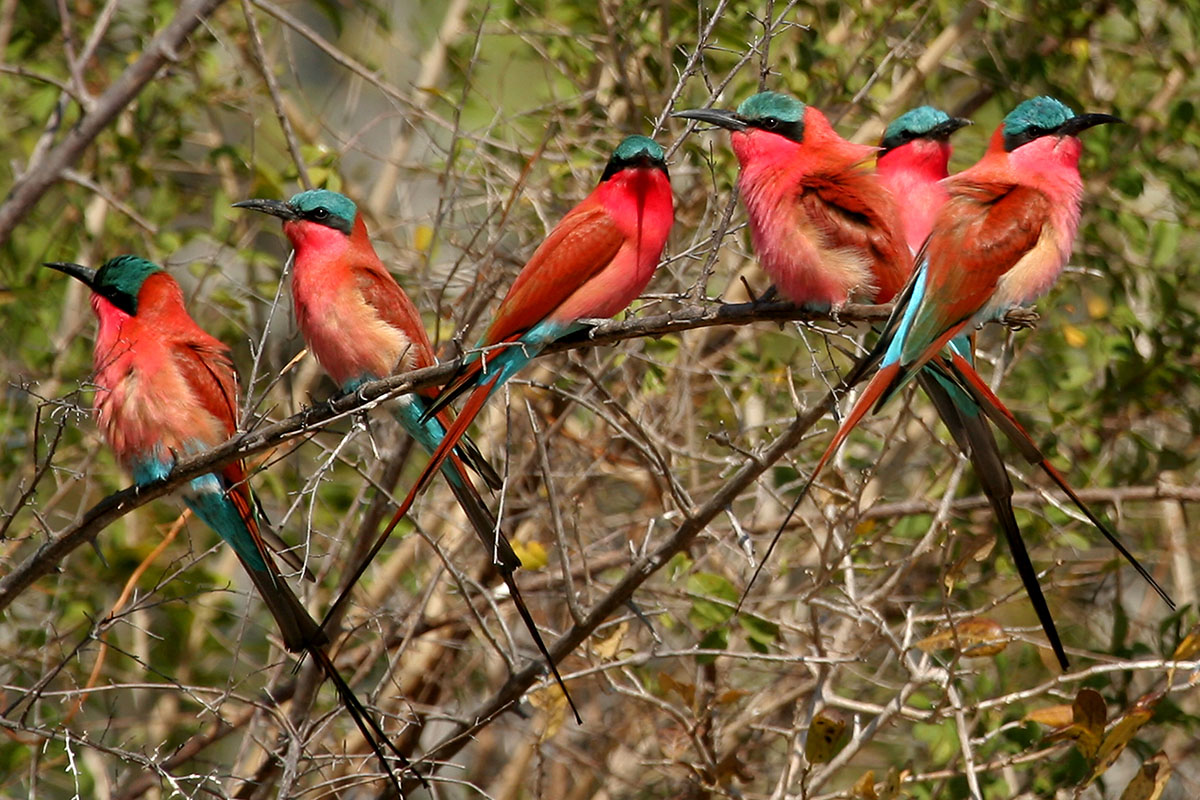 Three of the best photographic hides in Zambia