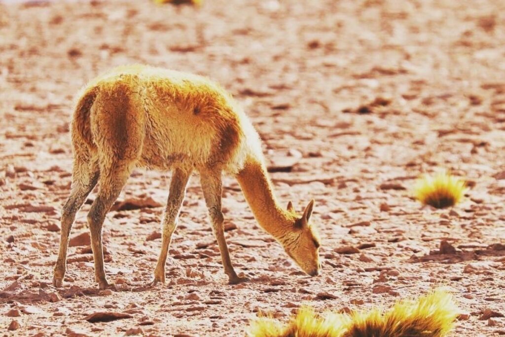 What to see in atacama desert? The Vicunas