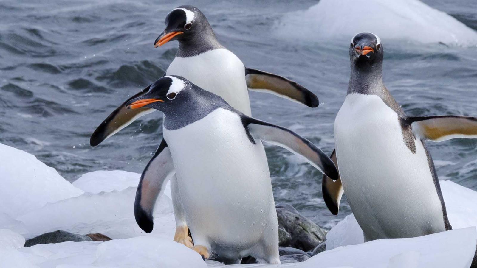 When to go to Antarctica