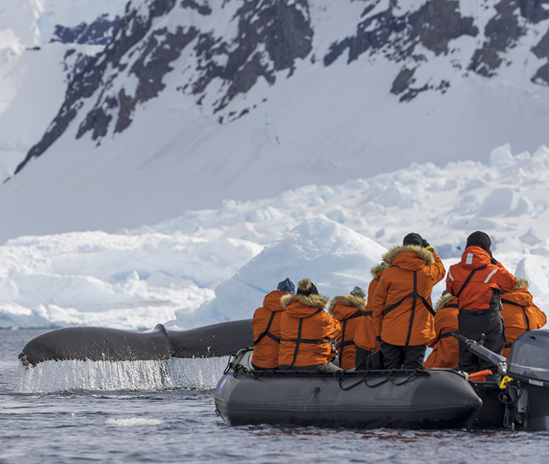 Whale Watching, February in The Polar Regions, a Polar calendar