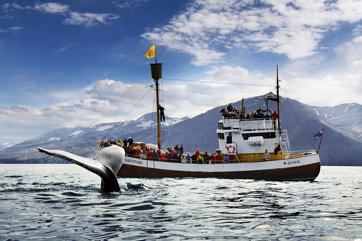 Whale watching, How best to spend a week in Iceland
