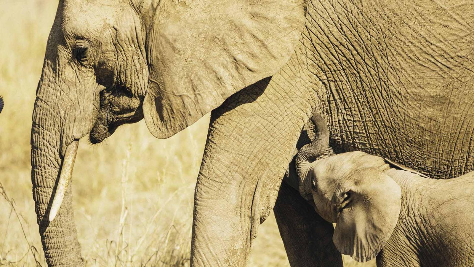 What is the allure of Ruaha National Park?