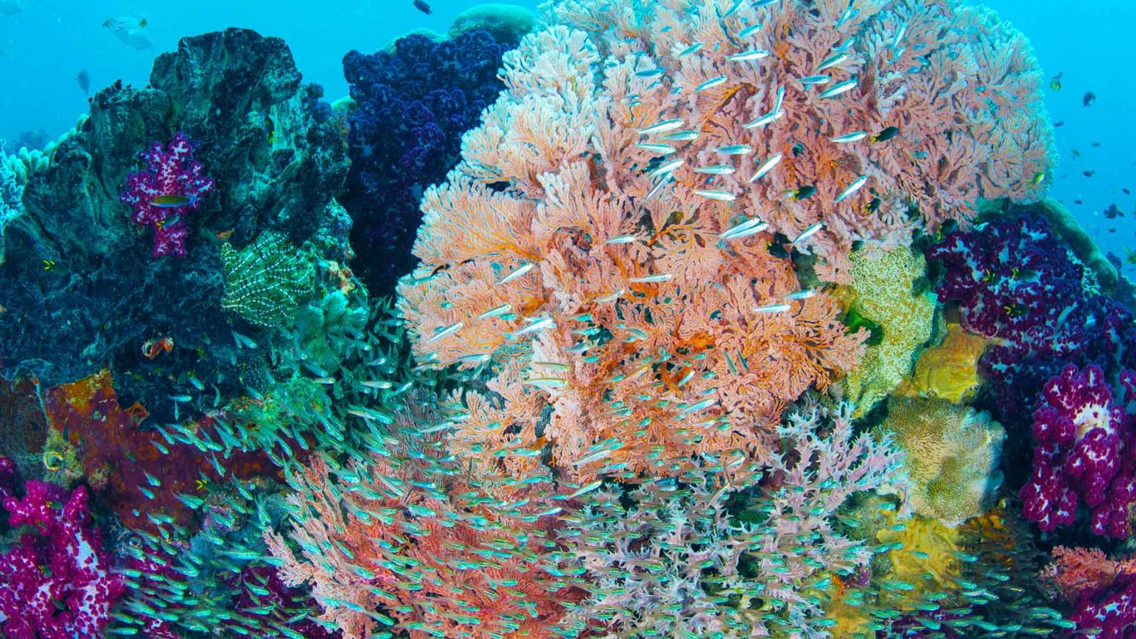 Why Indonesia’s Raja Ampat Is One Of The World’s Best Scuba-diving Destinations