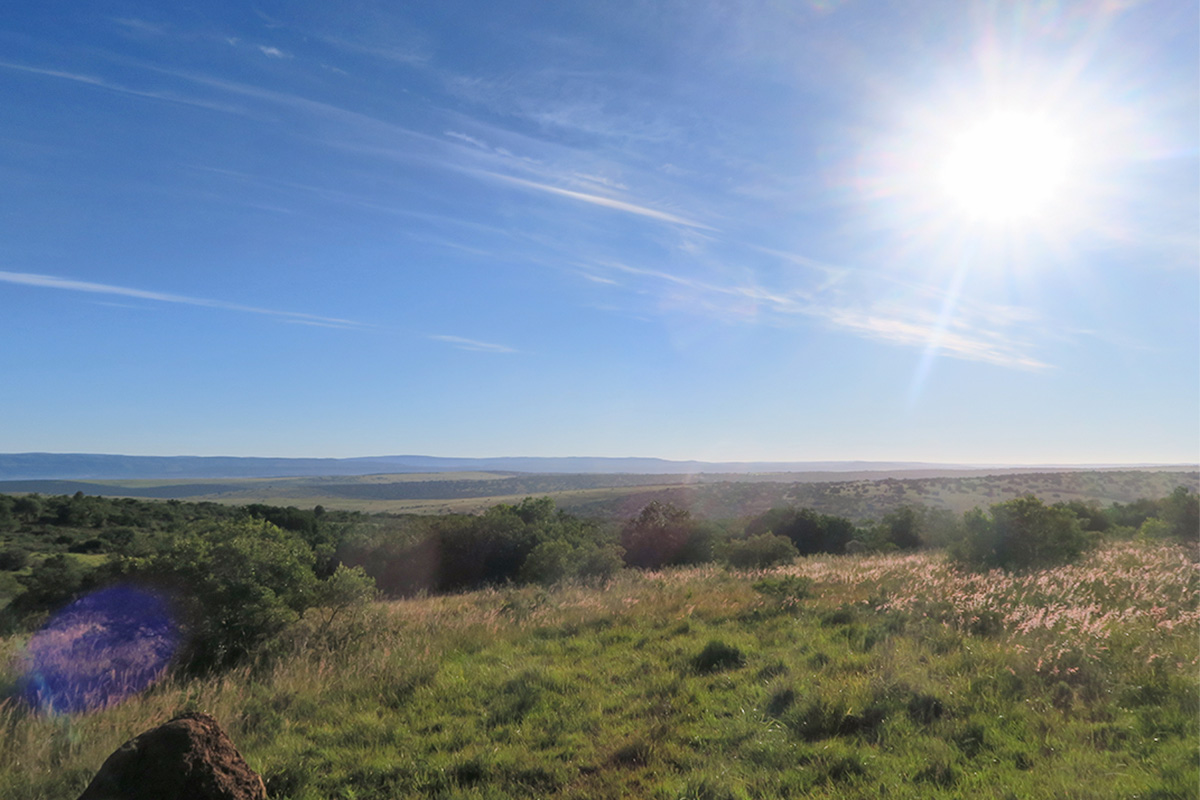 Addo