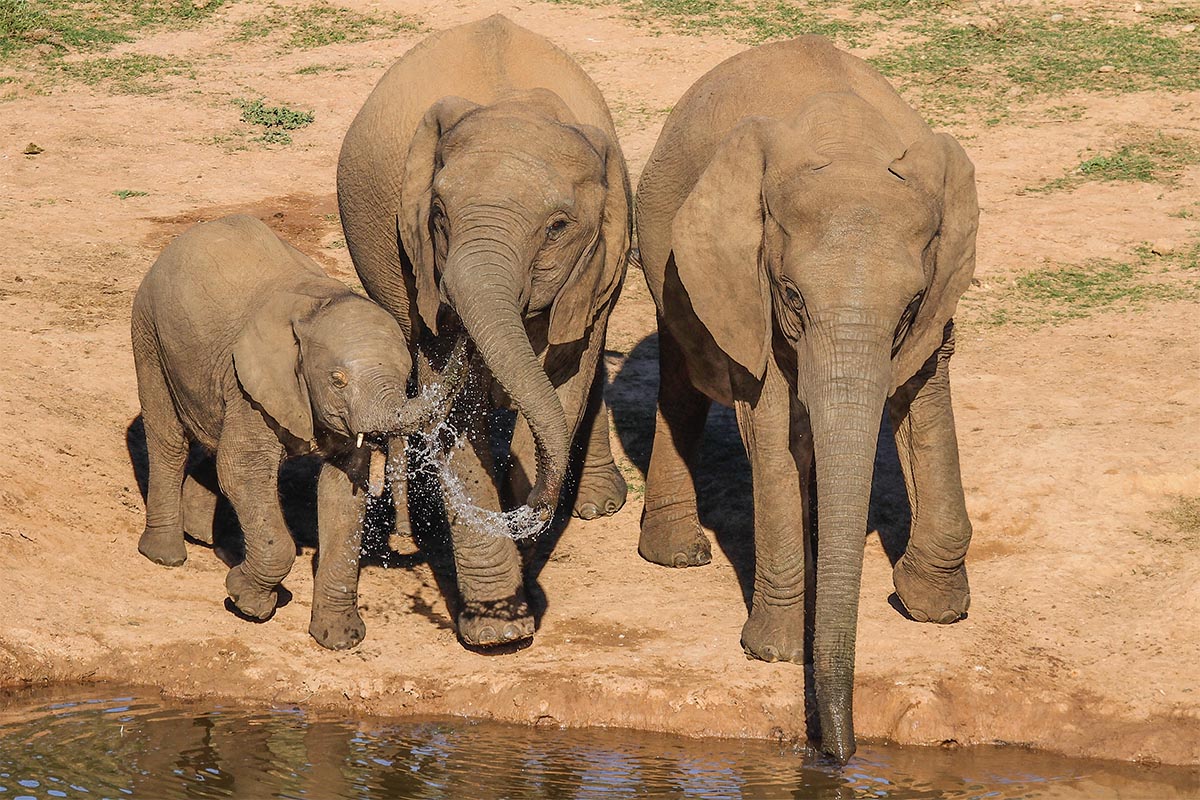 Elephant family at Gorah Elephant Camp in South Africa