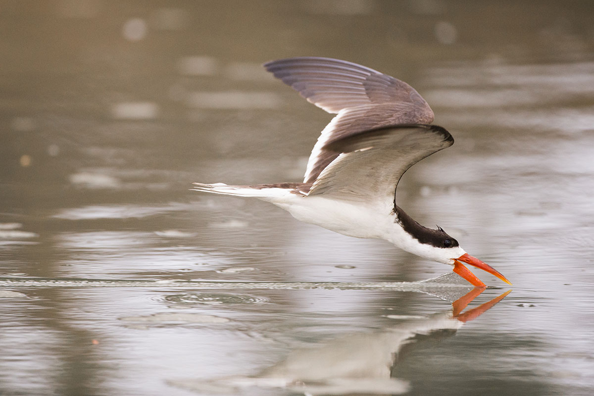 INSPIRING WILDLIFE EXPERIENCES IN UGANDA