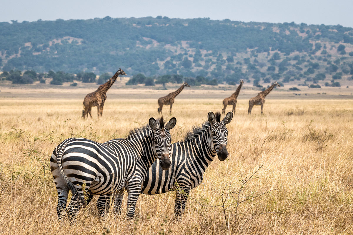Big 5 safari Rwanda