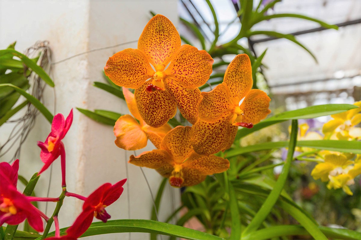 An insider's guide to Kandy Sri Lanka with cazenove+loyd