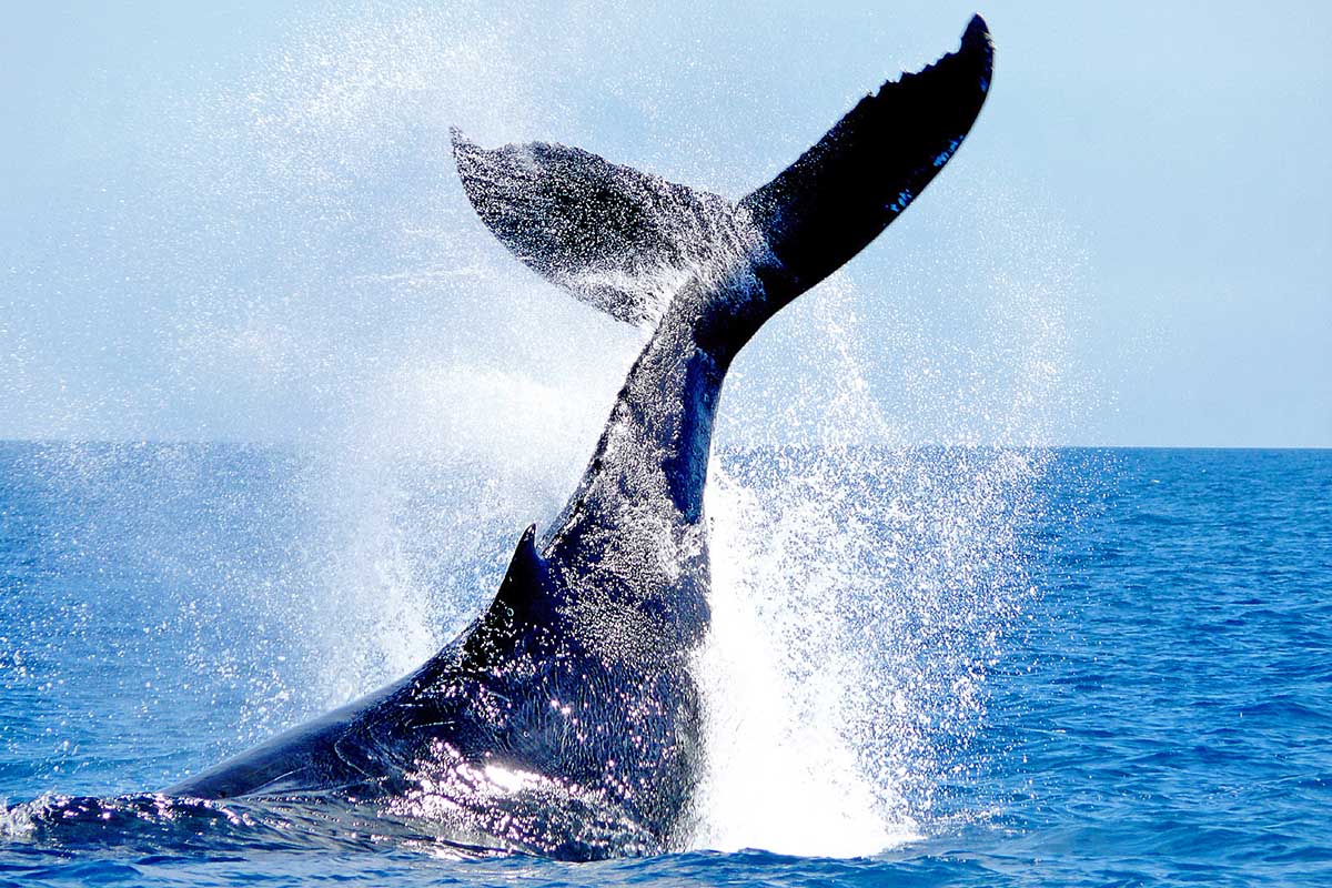 Whale flocking in the waters of Antarctica