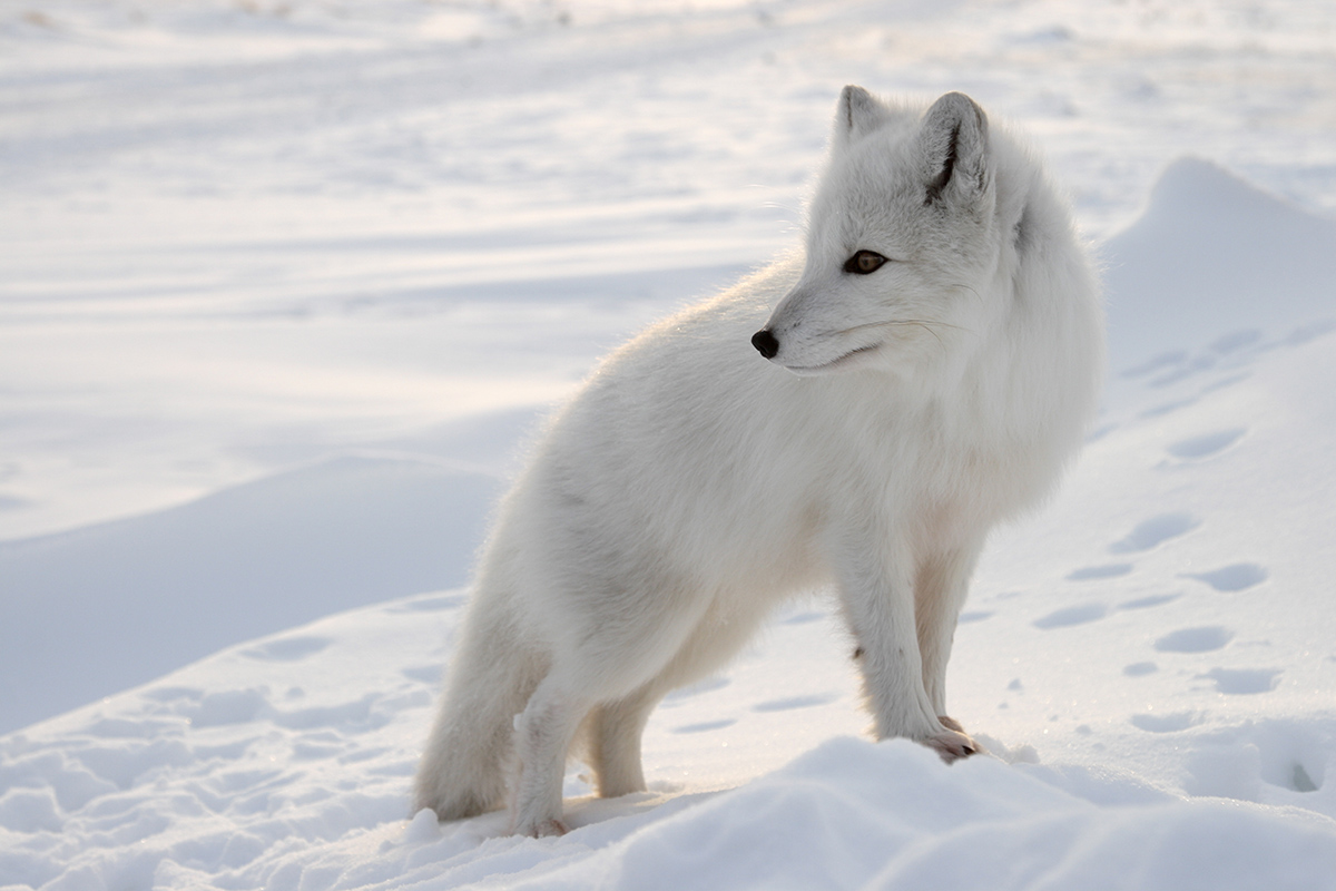 Encountering polar bears