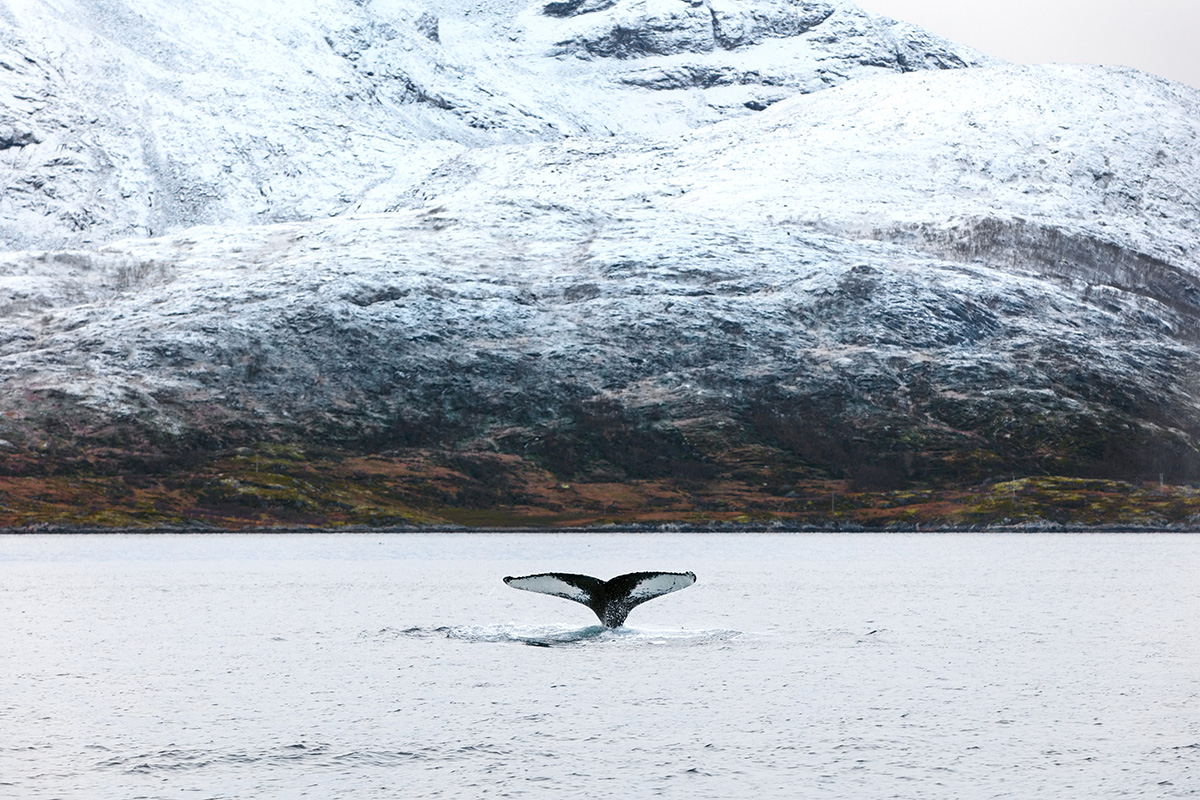 Encountering polar bears
