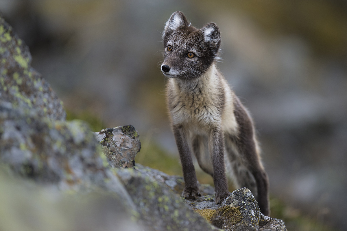 When to travel to the Arctic