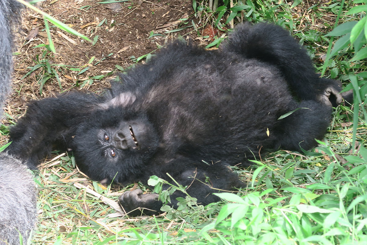 Gorilla Trekking