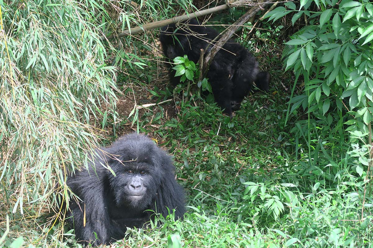 Gorilla Trekking