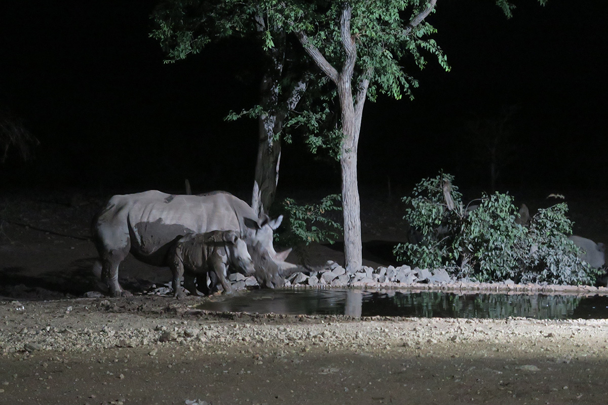 Ongava Safari Experience