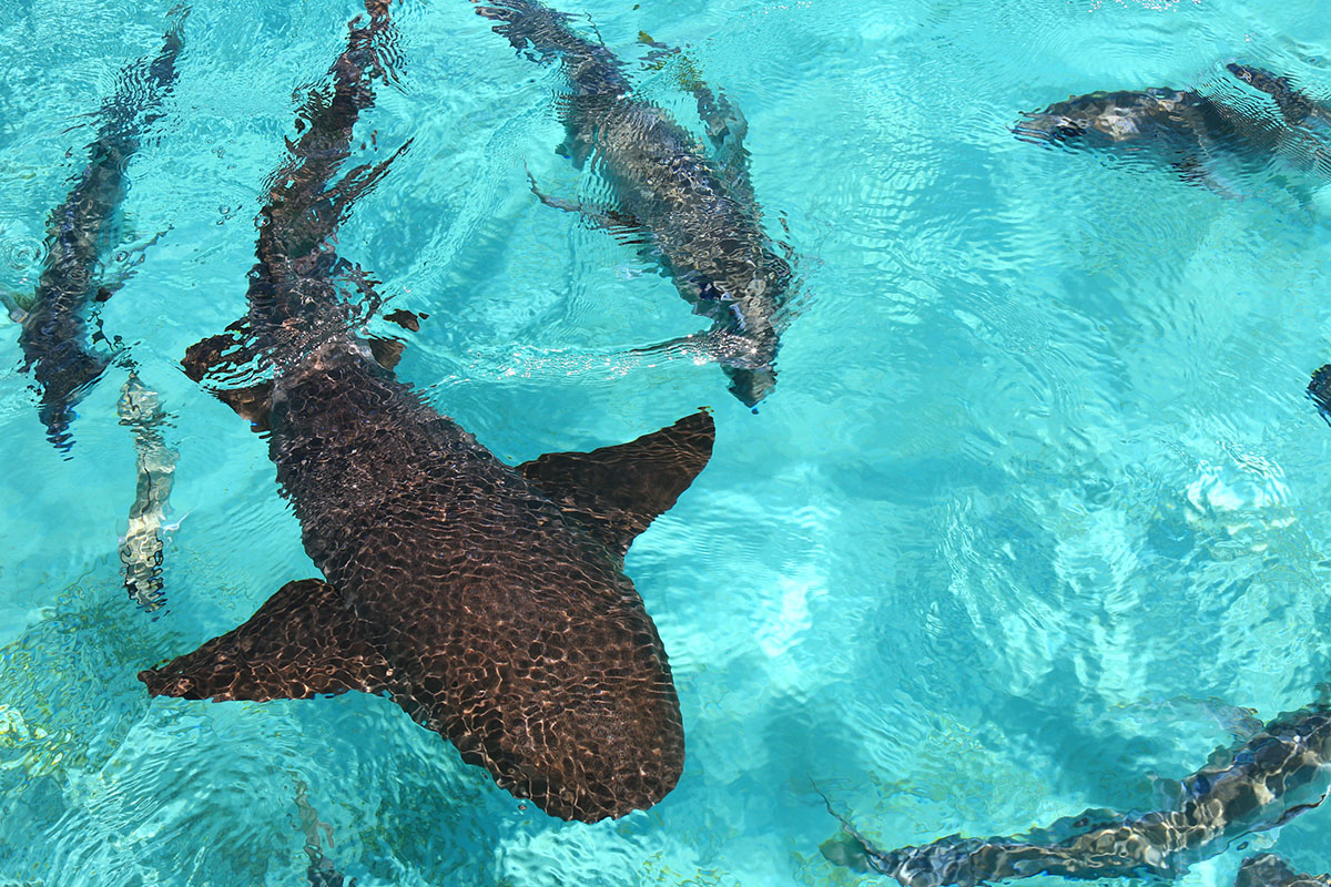 Nurse sharks in the Belize barrier-reef
