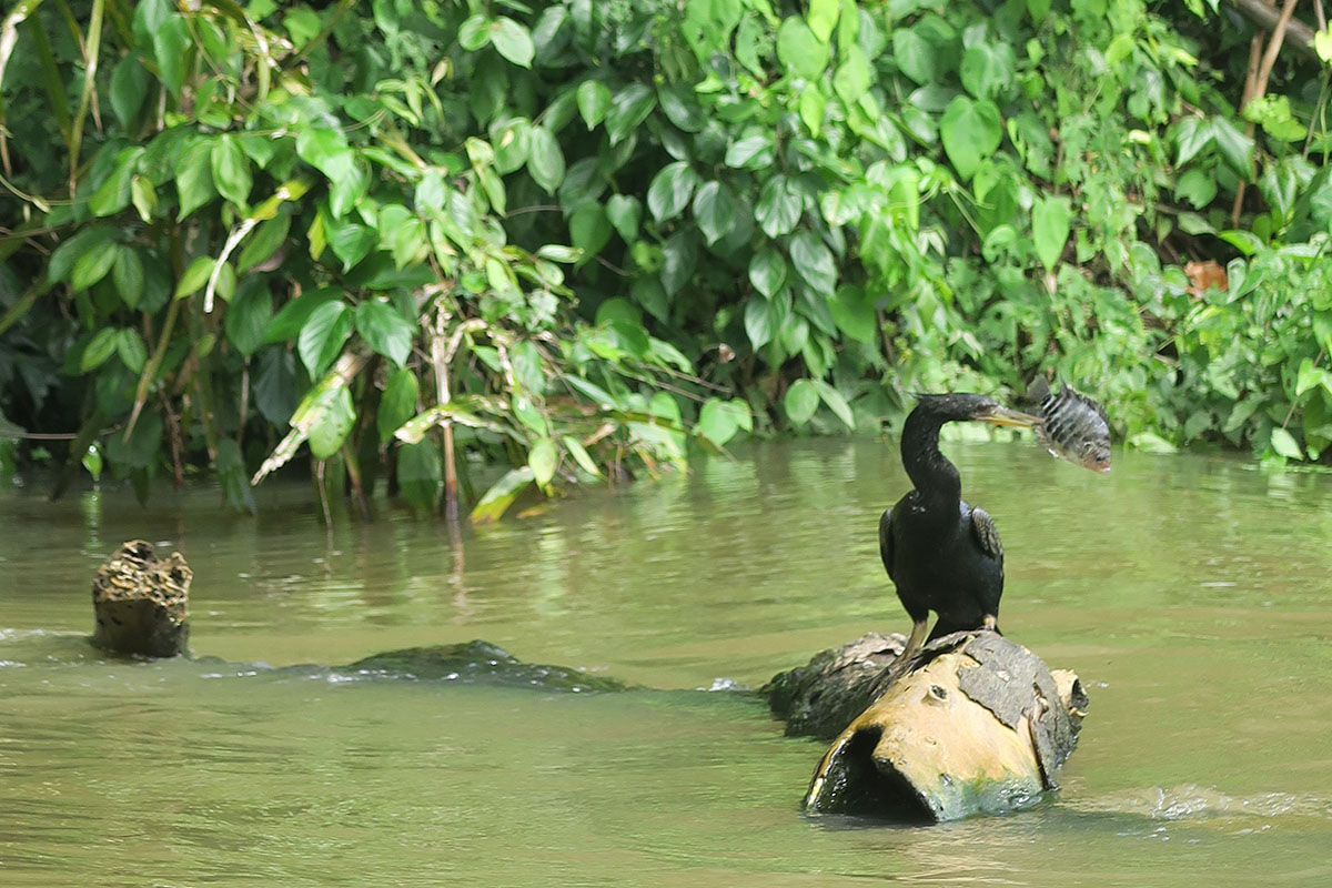 The best places to spot Costa Rica's amazing wildlife
