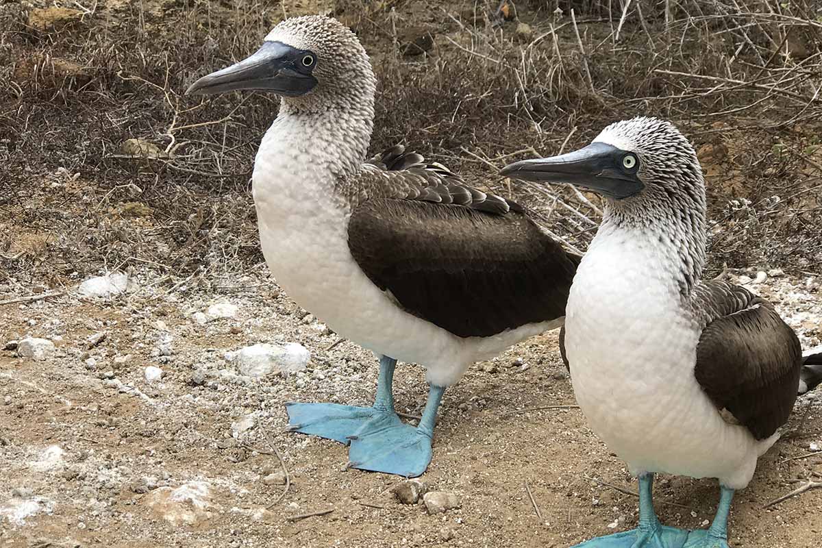 The Galápagos by boat- an eye opener in every way