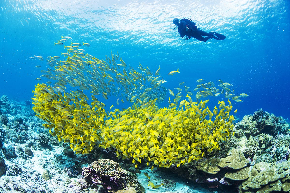 Wild + Exhilarating Safari Experiences