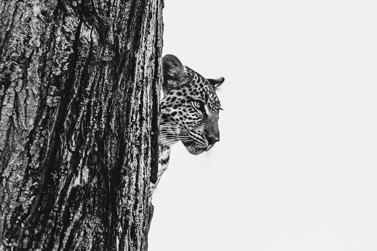 Back to Botswana