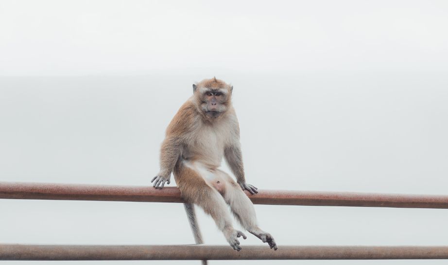 brown monkey Black River Gorges Mauritius