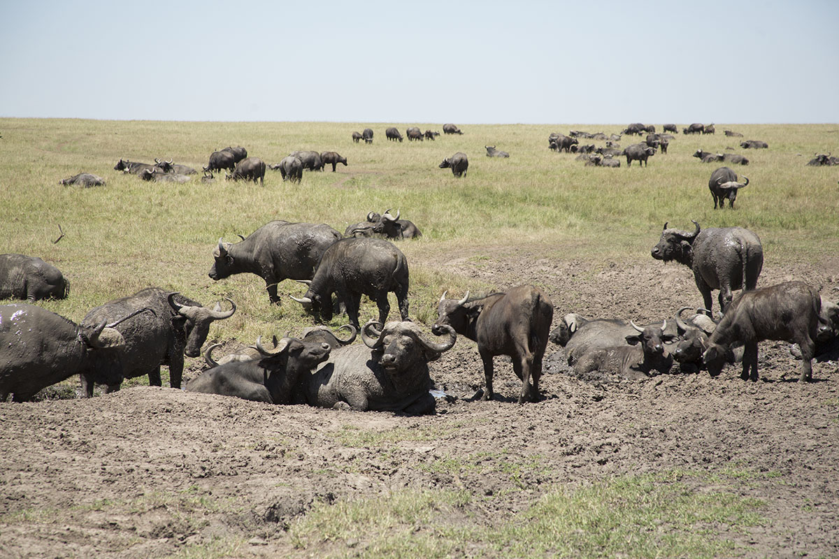 My experience at Tangulia Mara, Kenya