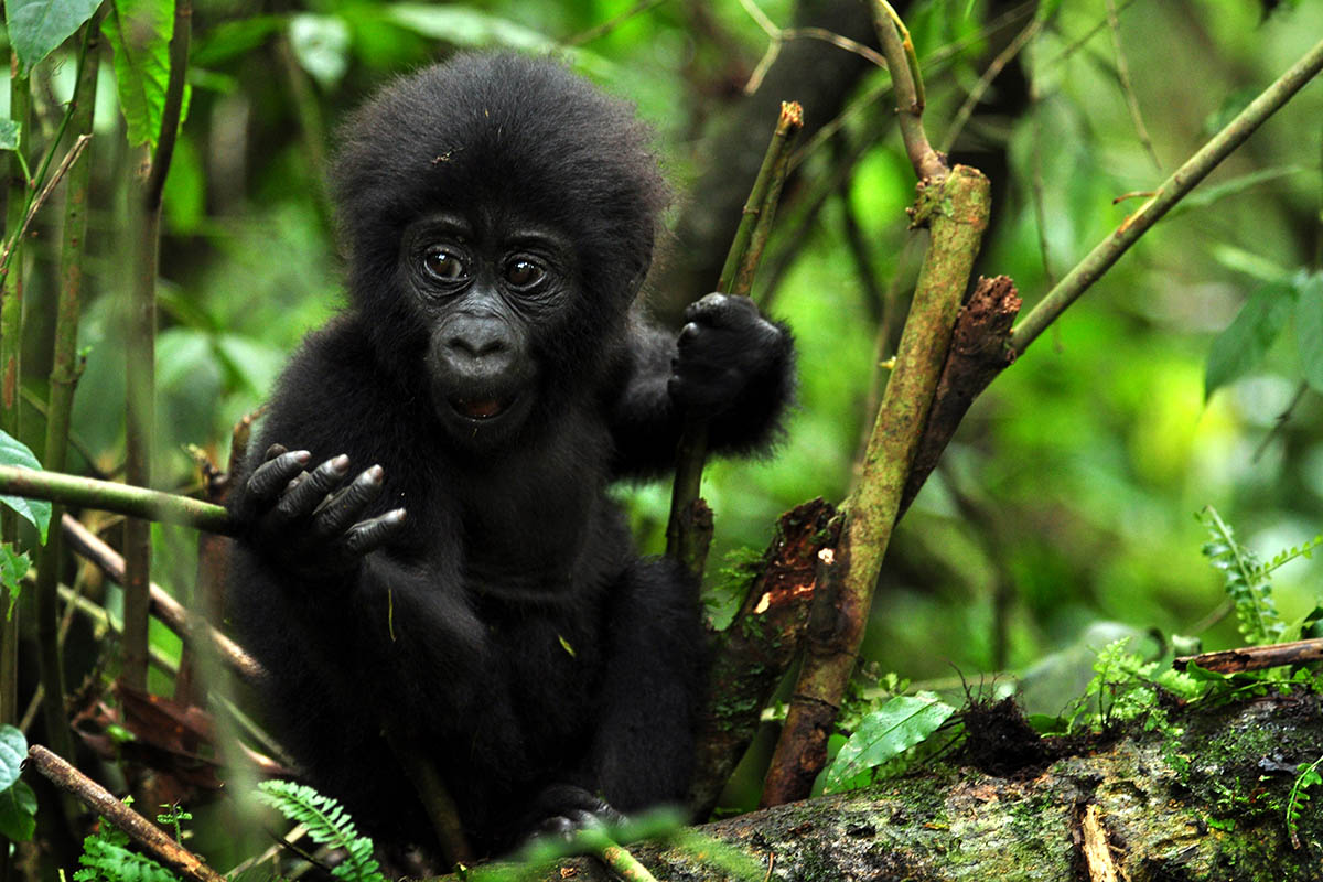INSPIRING WILDLIFE EXPERIENCES IN UGANDA