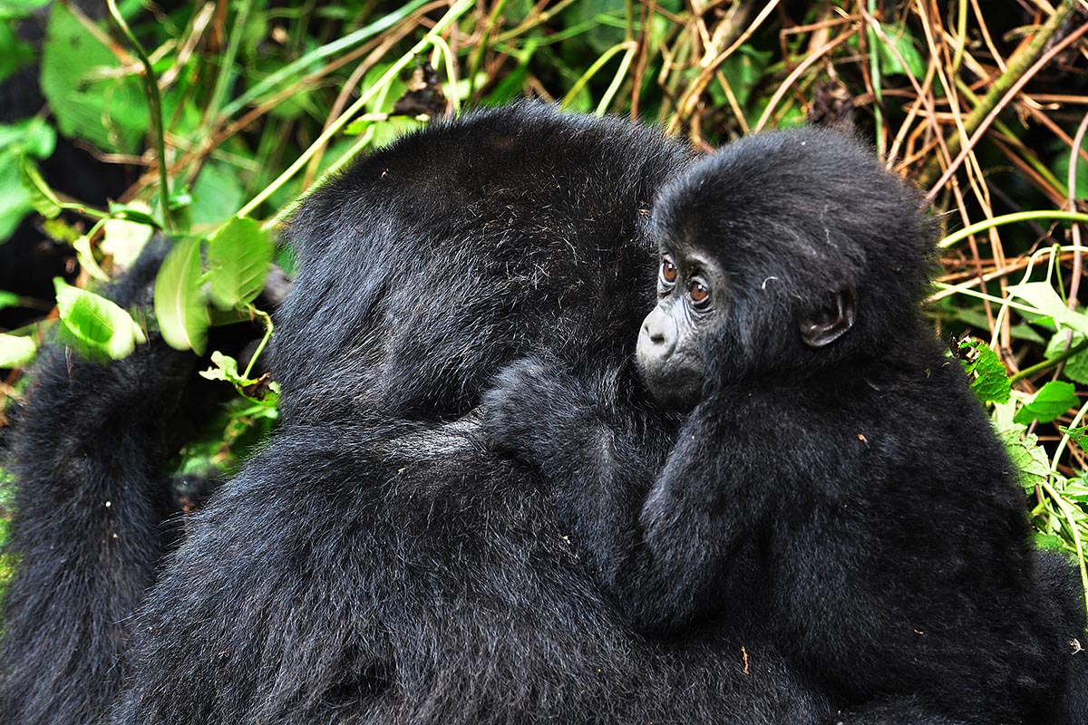 INSPIRING WILDLIFE EXPERIENCES IN UGANDA
