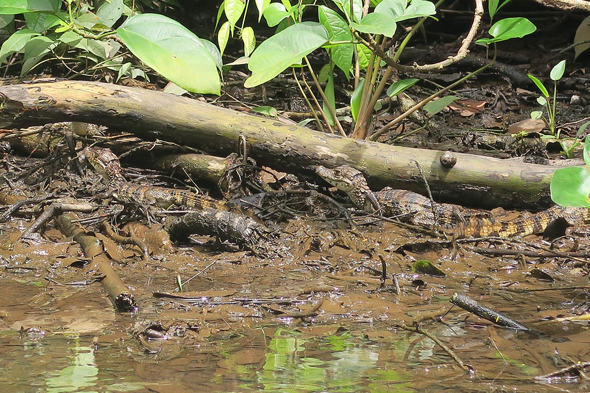 The best places to spot Costa Rica's amazing wildlife