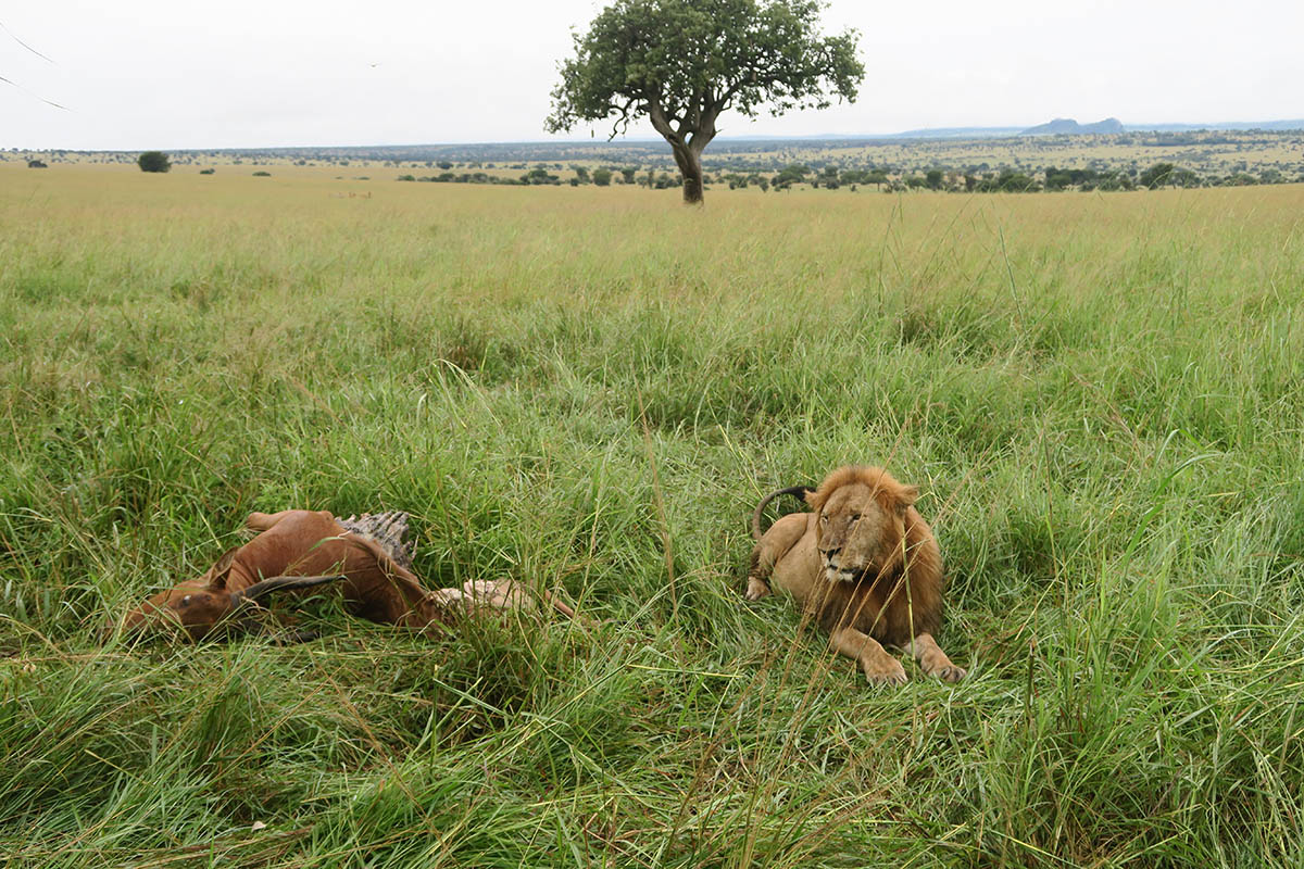 Cara Uganda