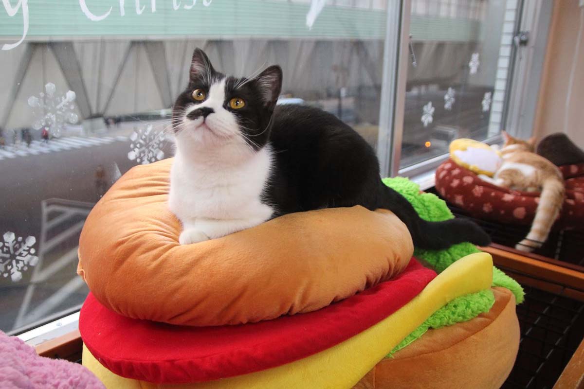 Cat Cafe Japan