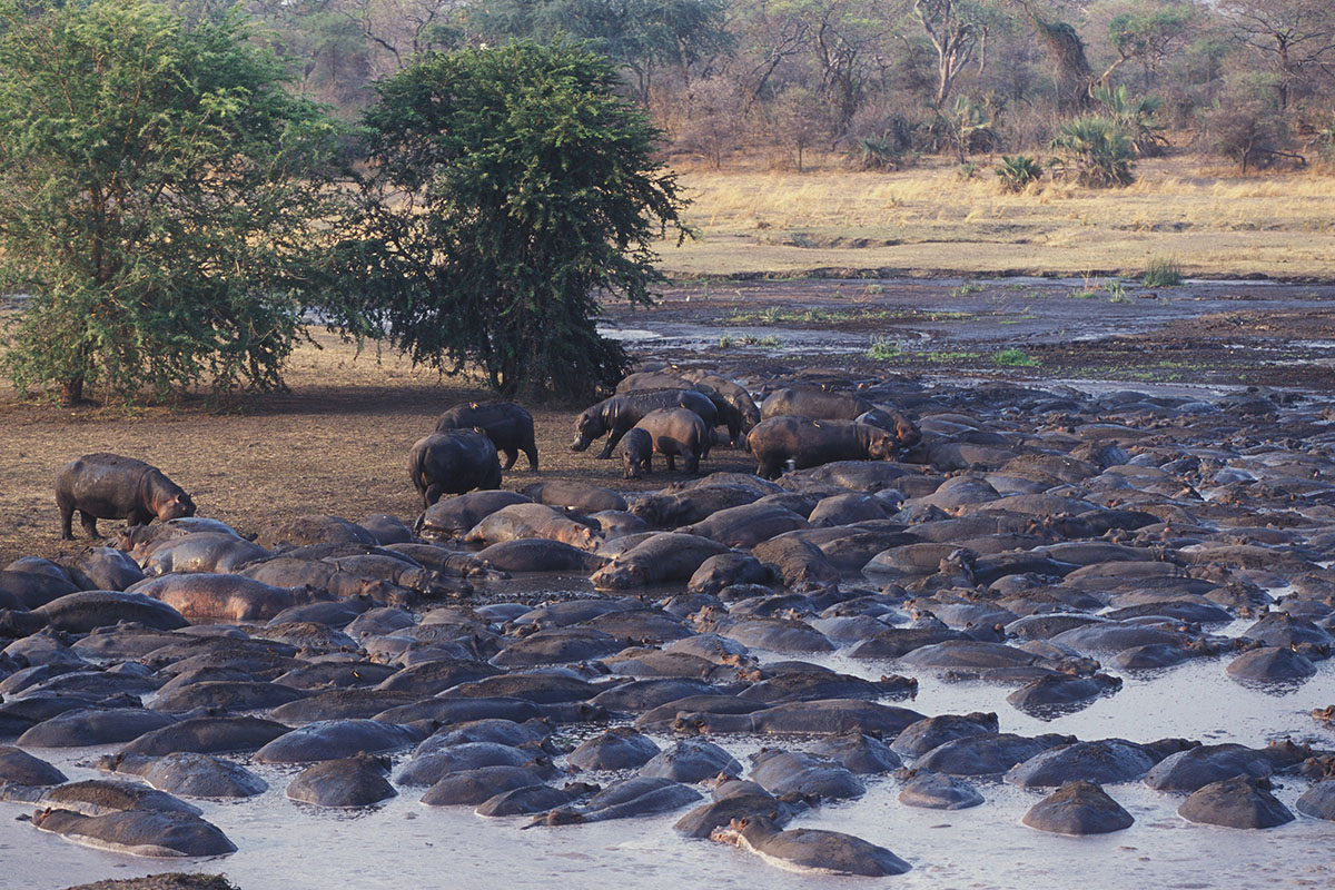 Why should you travel to Tanzania's remote west?