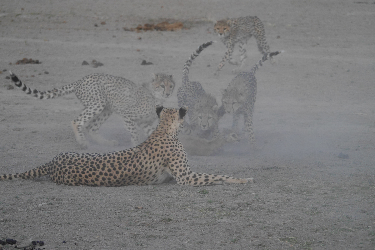 Cheetah action in Amboseli, Kenya