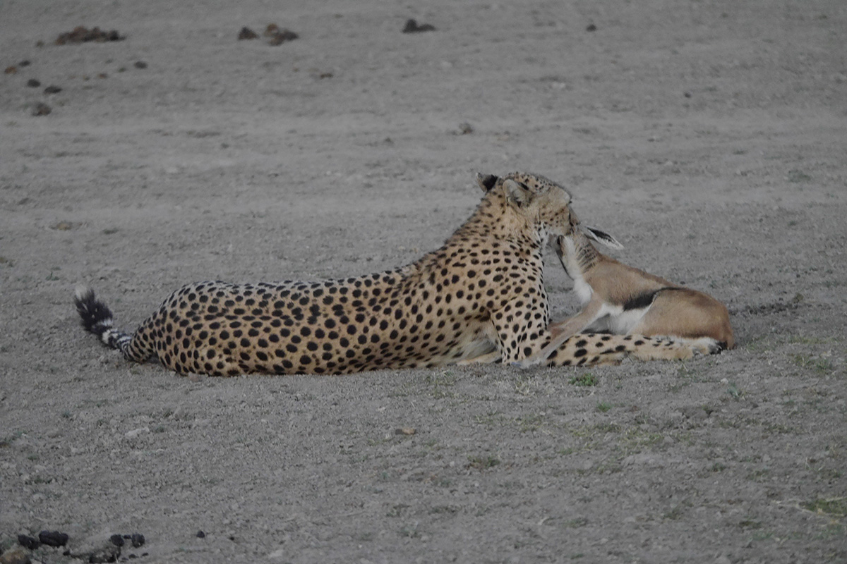 Cheetah action in Amboseli, Kenya