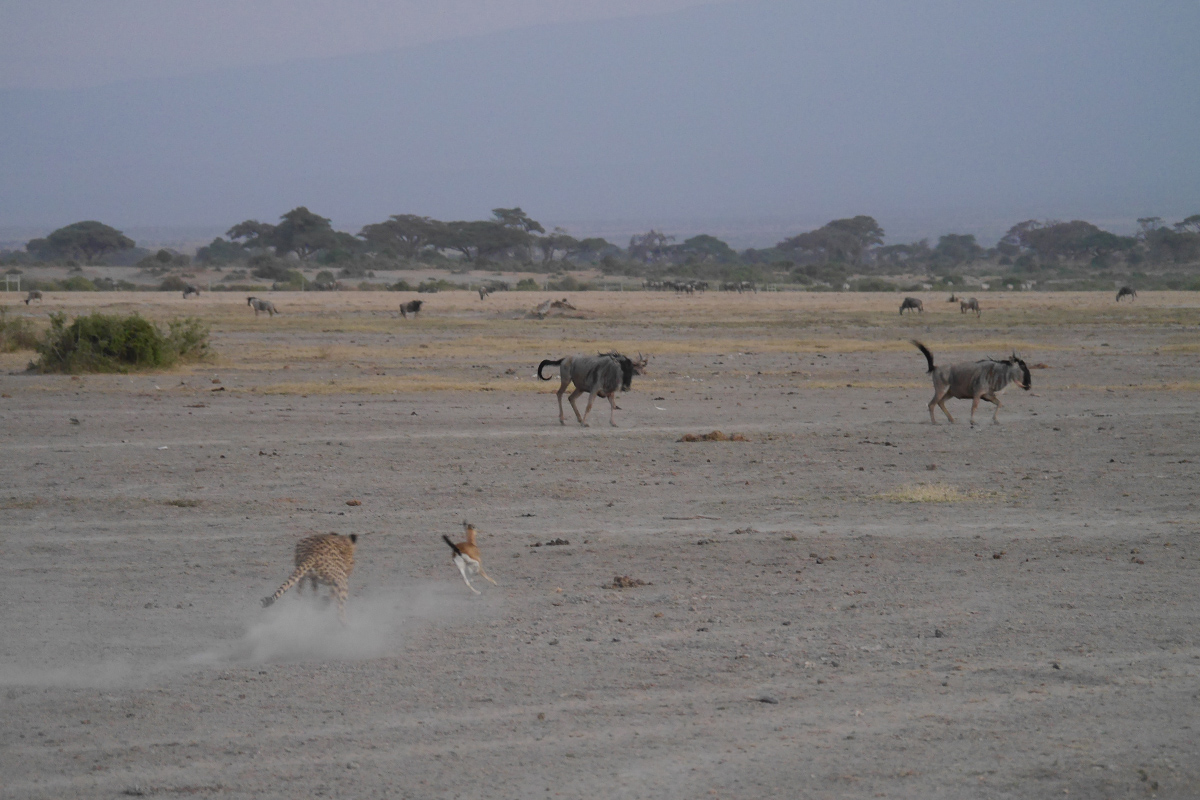 Cheetah action in Amboseli, Kenya