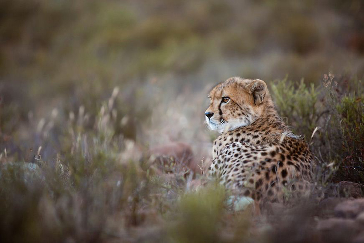 Three of our favourite conservation projects in Africa