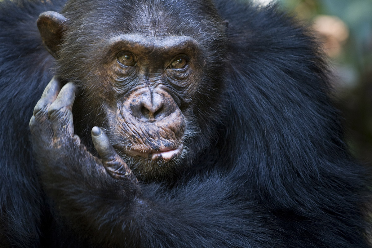 Why should you travel to Tanzania's remote west?