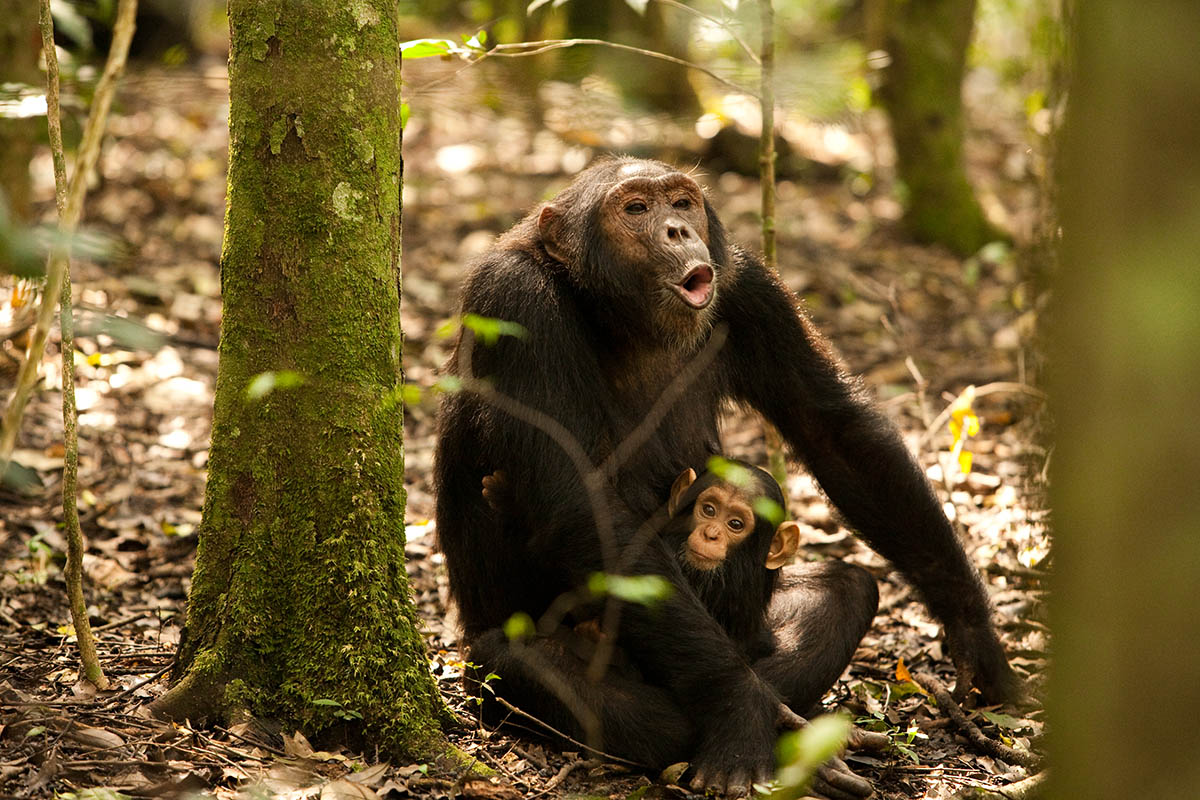 INSPIRING WILDLIFE EXPERIENCES IN UGANDA