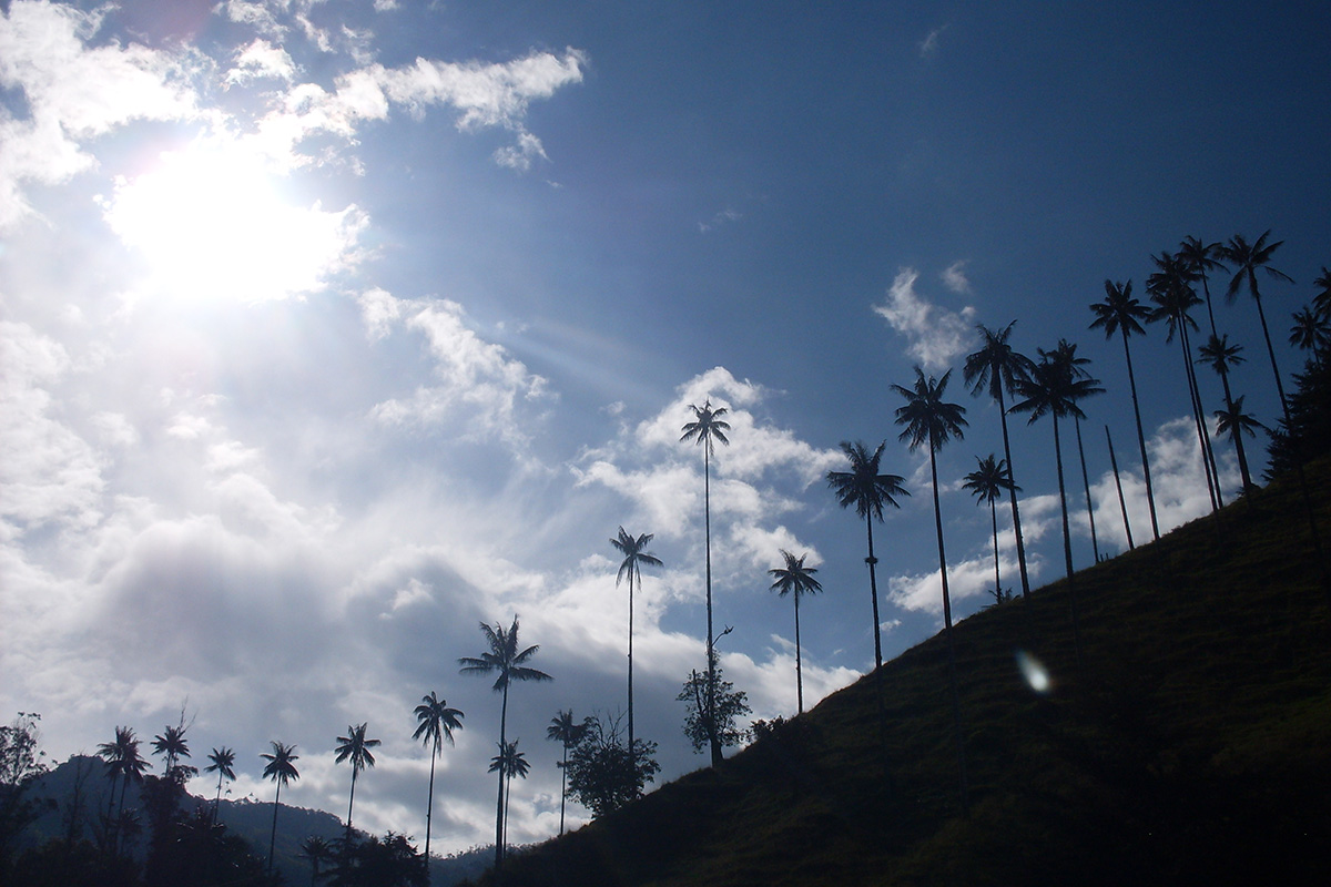 Sarah's experience of Colombia's coffee region