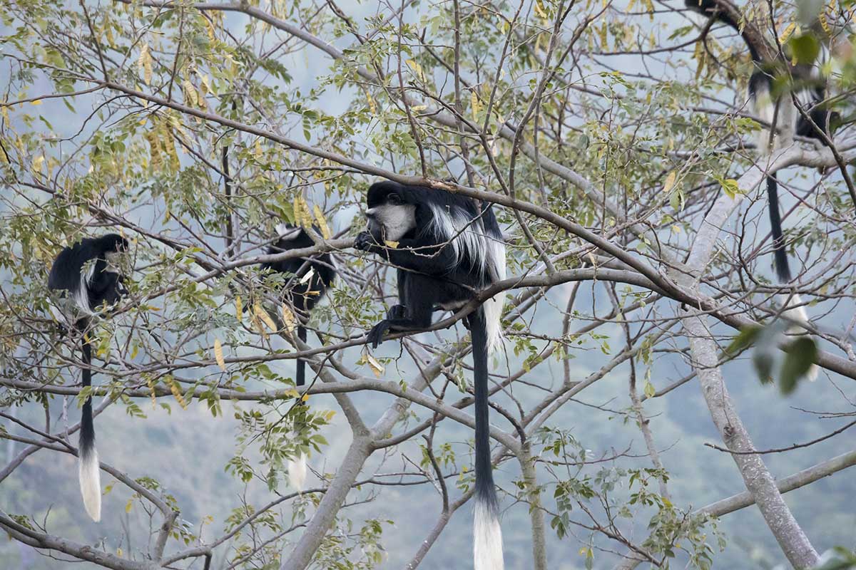 INSPIRING WILDLIFE EXPERIENCES IN UGANDA