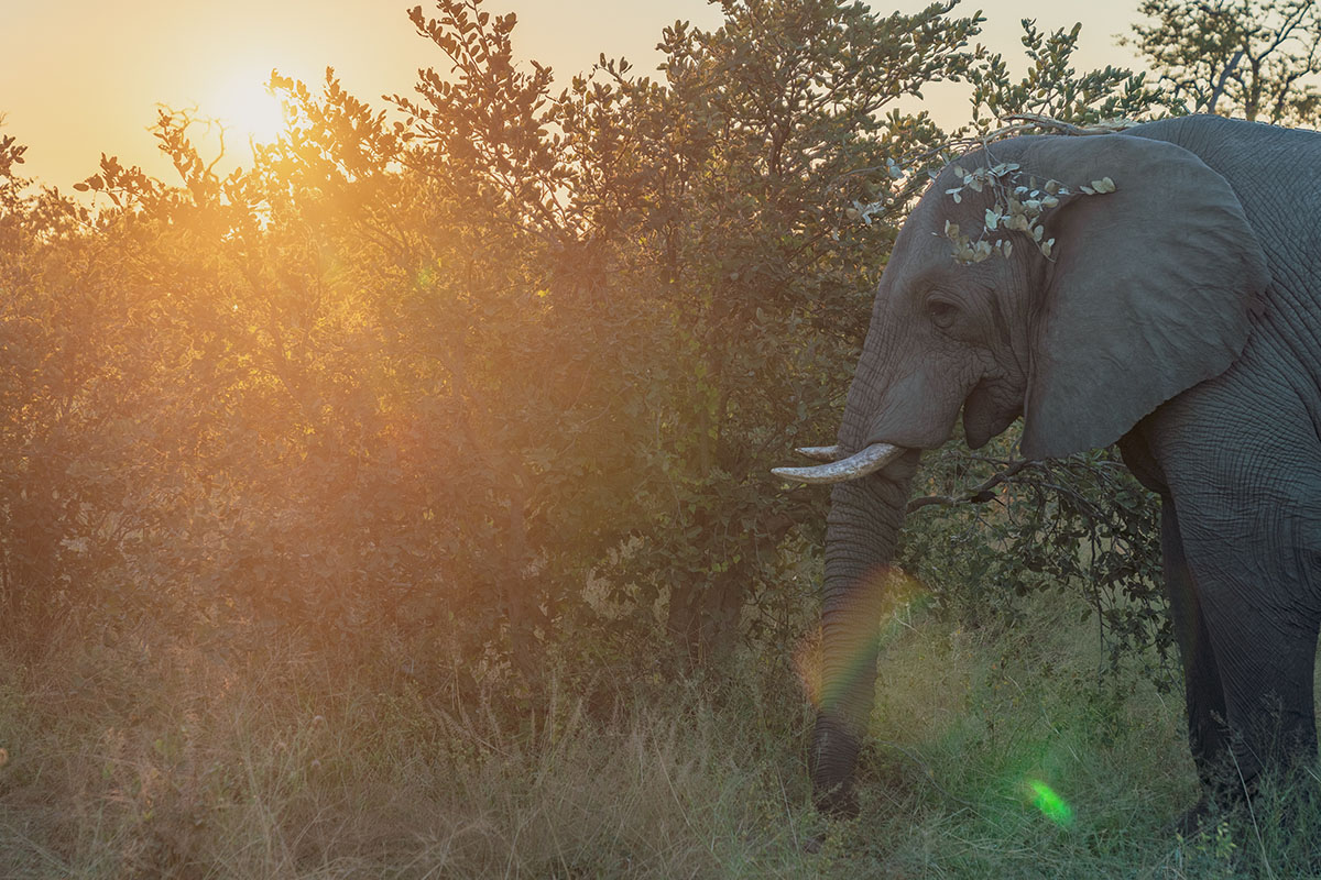 Conservation Africa | Why travelling is important