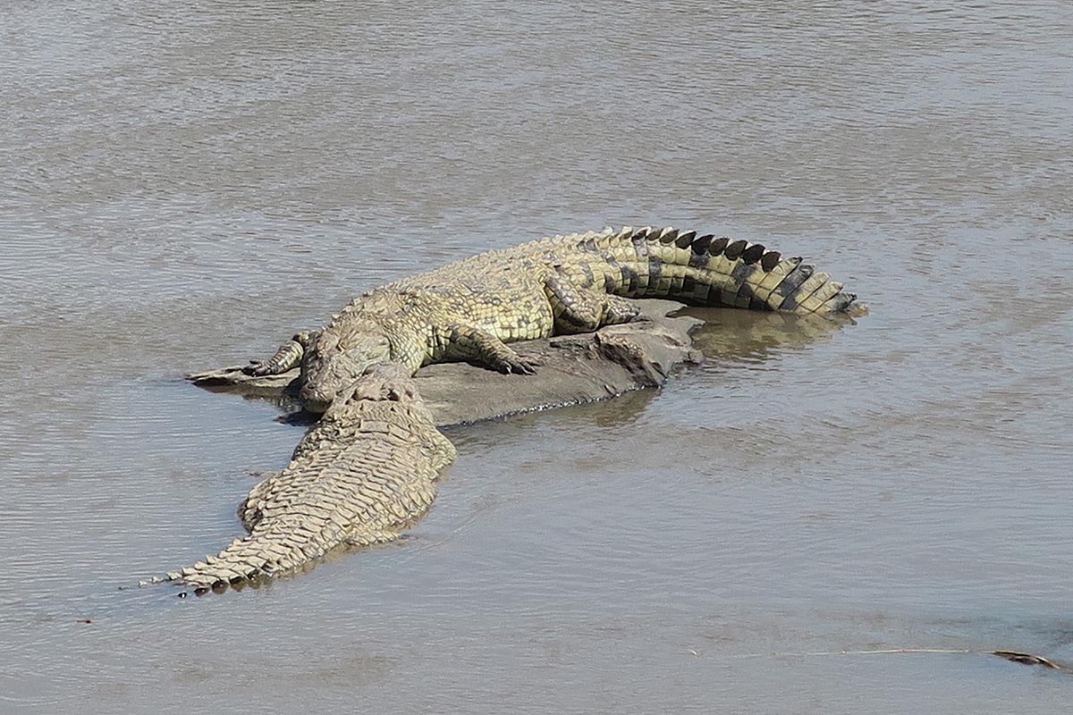 A day in the northern Serengeti