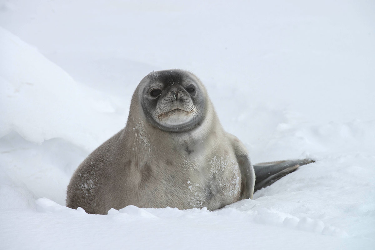 Visit Antarctica