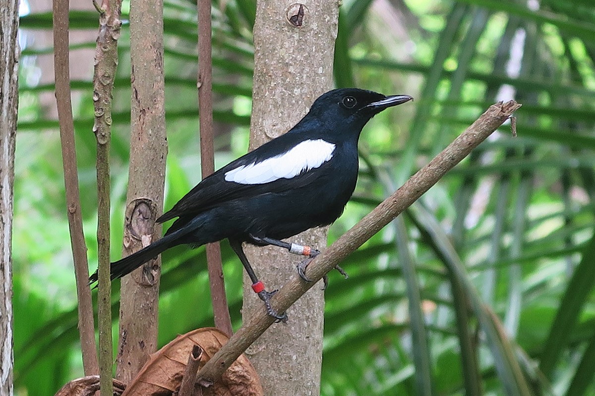Conservation and sustainability on Denis Private Island, The Seychelles