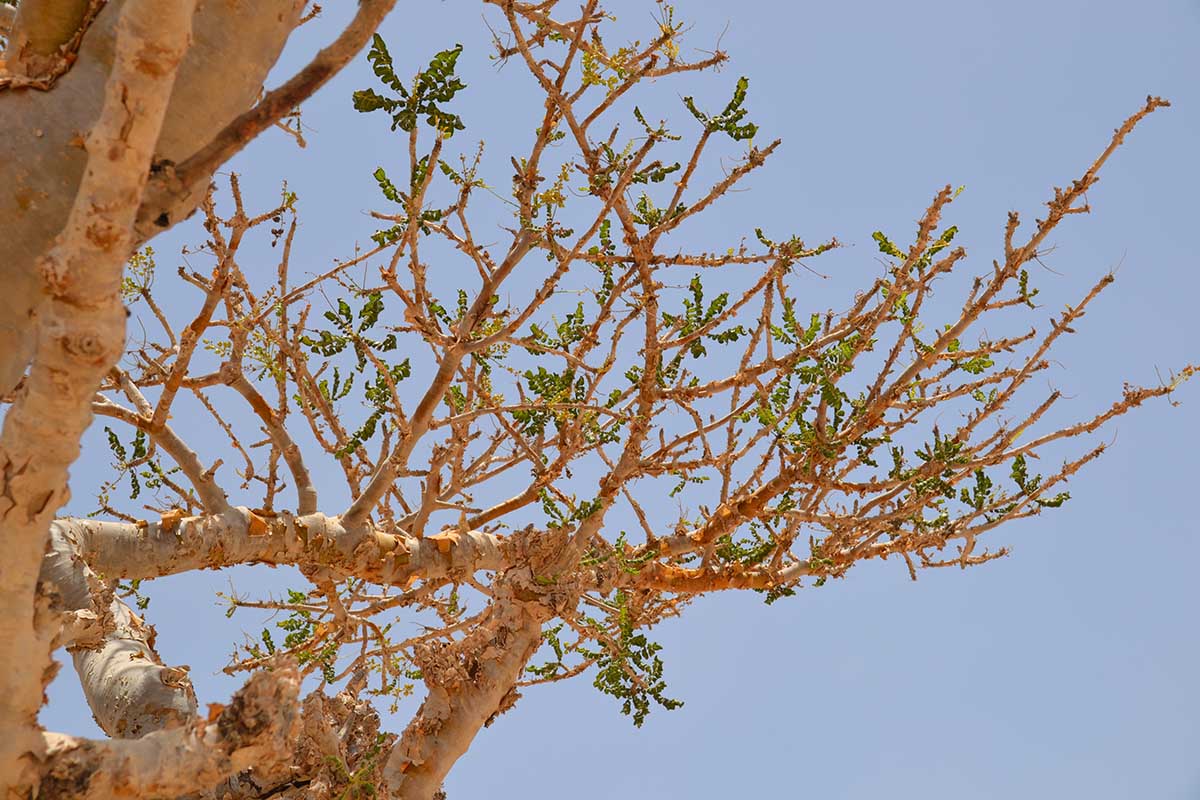 Why you should visit Oman's unexplored Dhofar Province