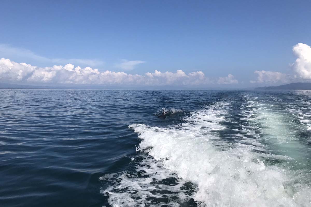 Milly Warr Dolphin Experience